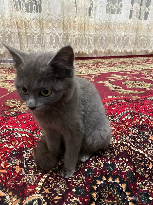 Zotdor ayol 5 oylik latok urgangan