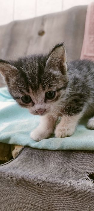 Отдам котят даром в добрые руки