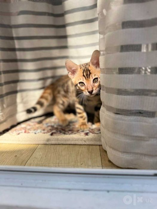 Чистокровные бенгальские котята