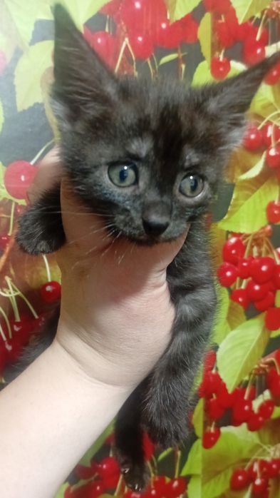 Отдам котят милота