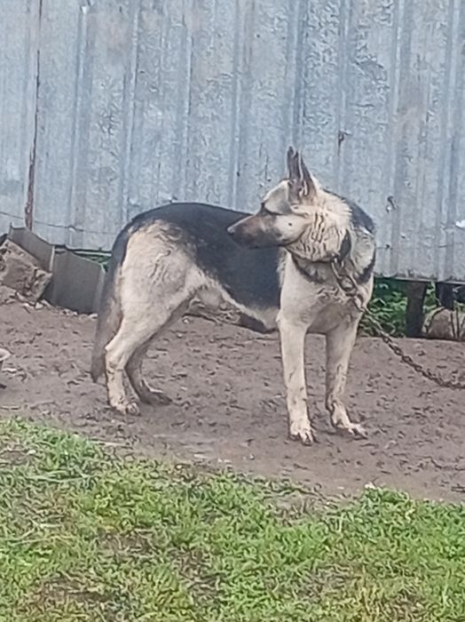 Продам Продам Продам