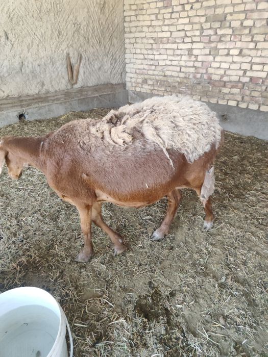 Qirgiz qoy bugoz