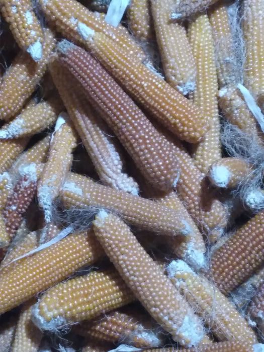 Жухори попкорин сотилади