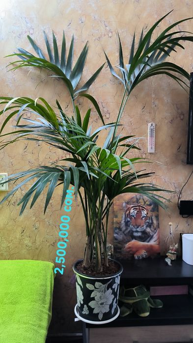 Пальмы, цветы,различные растения.