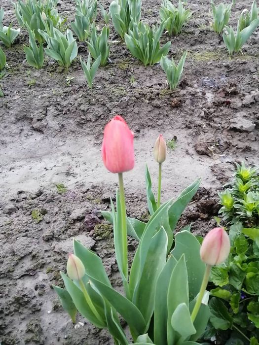 Продаются Тюльпаны оптом примерно от 3-ех тысяч до 5-ти тысяч штук