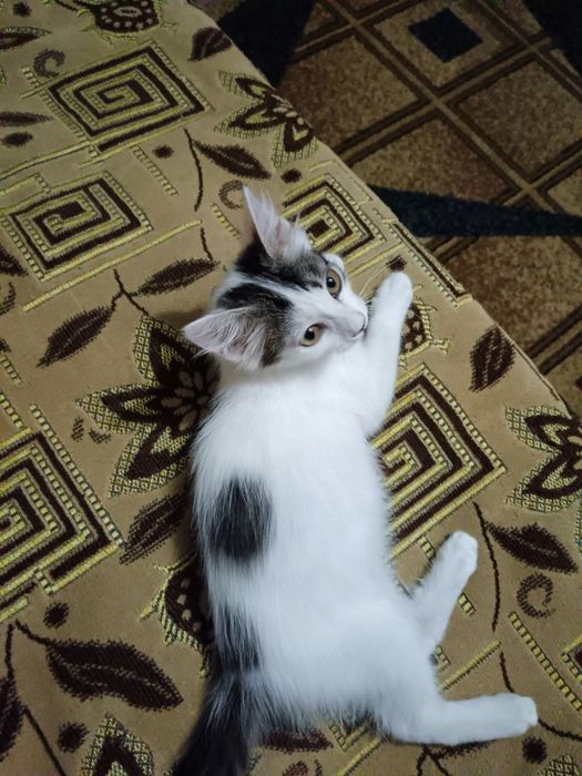 Отдам котёнка девочка