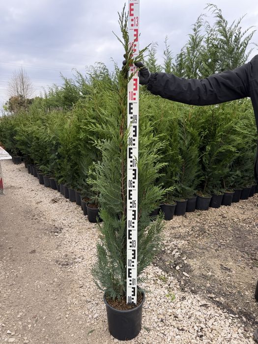 Cupressocyparis Leylandii