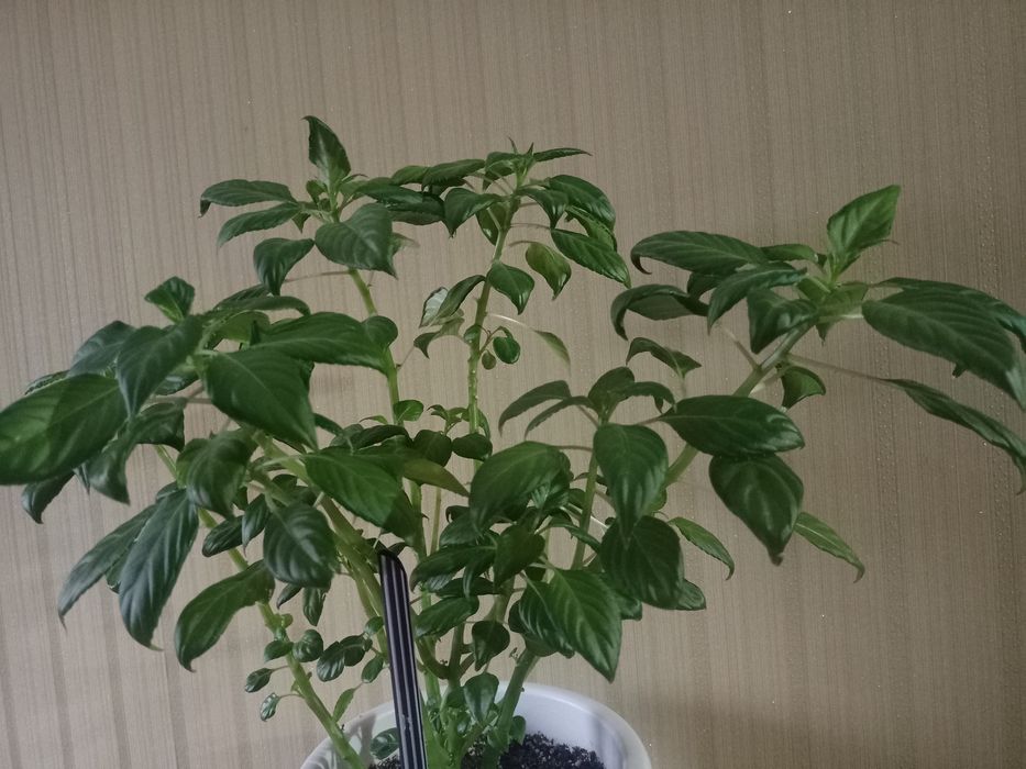 Гүл сатылады. Үйдн өсіп тұр