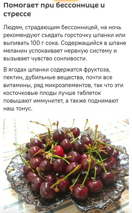 Вишня шпанка крупный