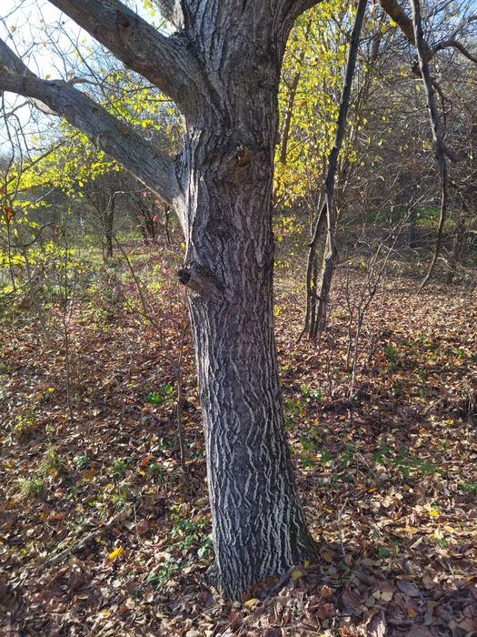 Дърво , дървен материал, орех