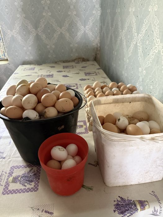 Предлагам за консумация и за предстоящи празници