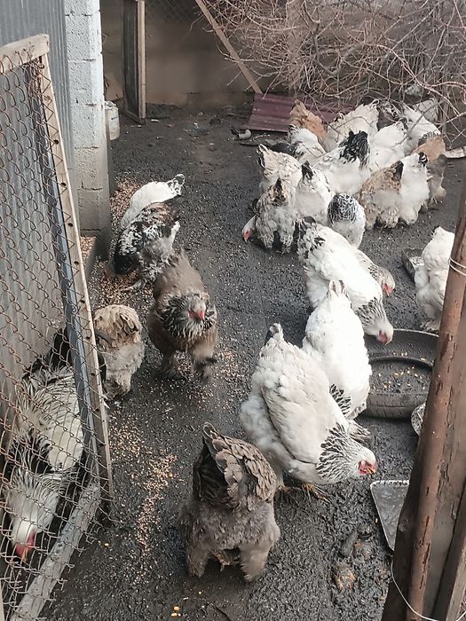 Броллер тауык домашный