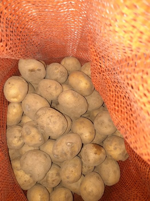 Продаю семена картофеля.