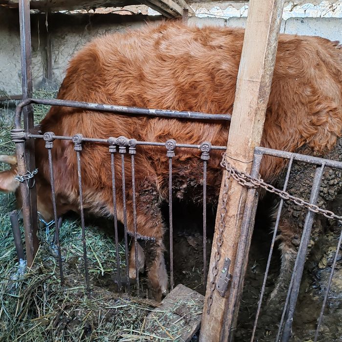 Продам телок двух леток