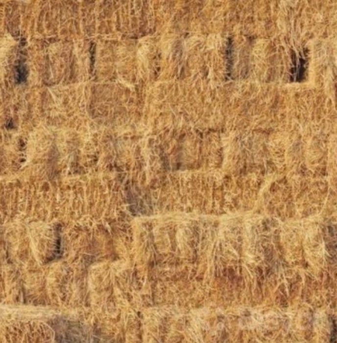 Samon somon press.Beda pres