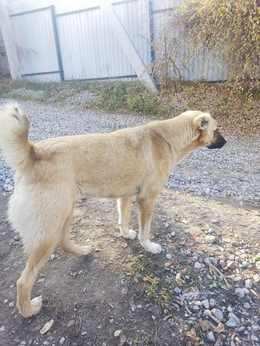 Собака породистая