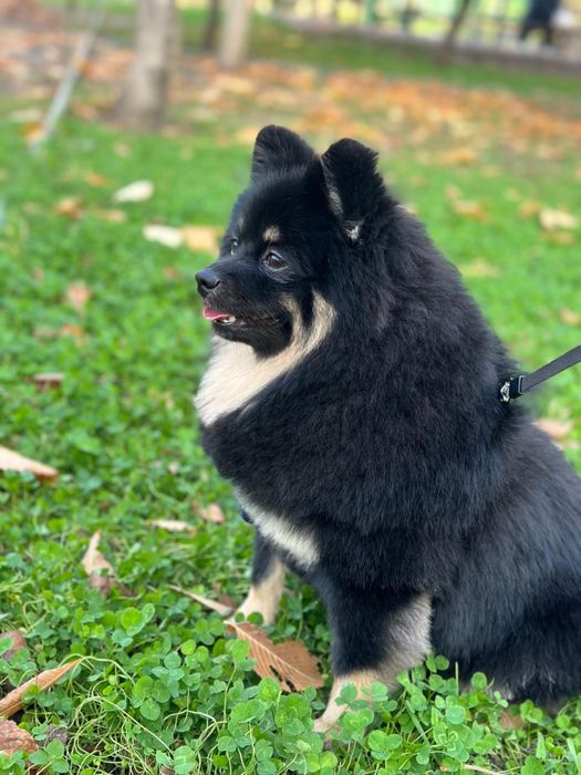 Ищем невесту для вязки