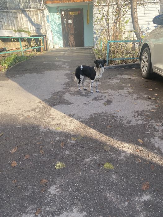 Нашли собаку