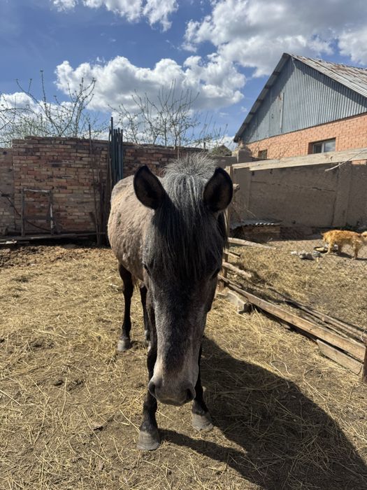 Жылқы сатылады Лошадь продается