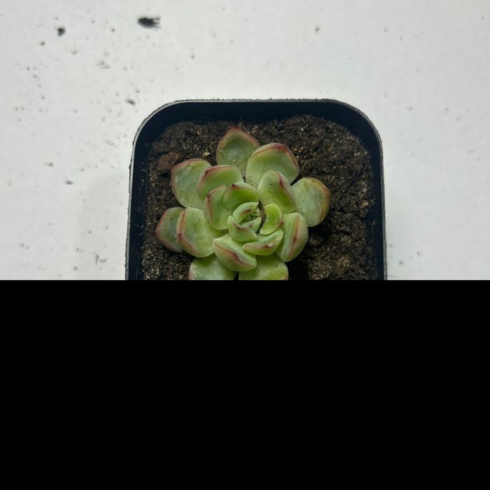 сукуленты, от 700 тенге