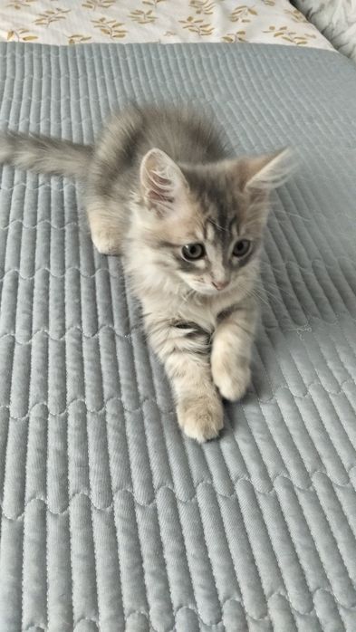 Отдадим милых котят