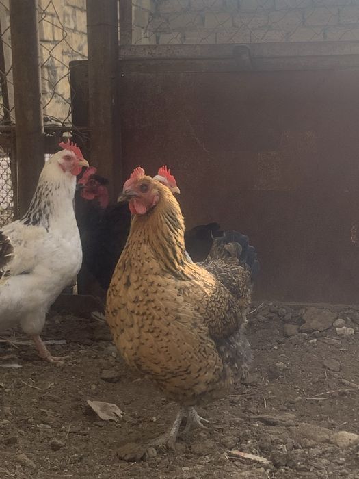 Тауықтар сатылады