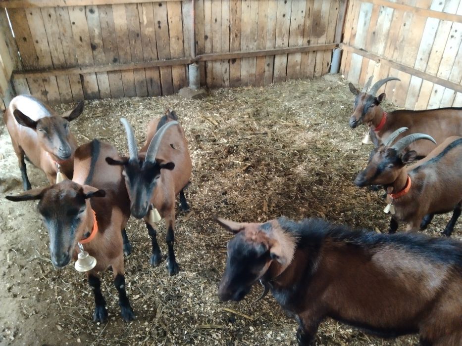 Schimb pe oi breze , alpina franceza