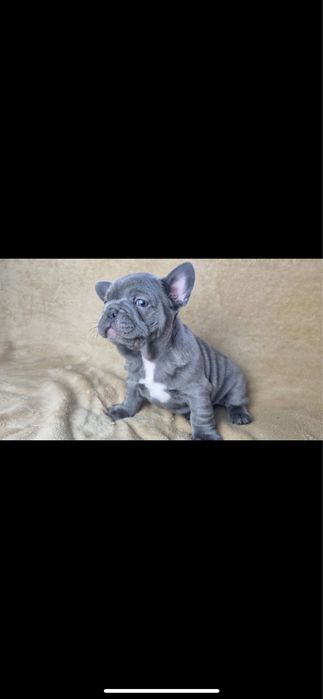 Bulldog francez blue