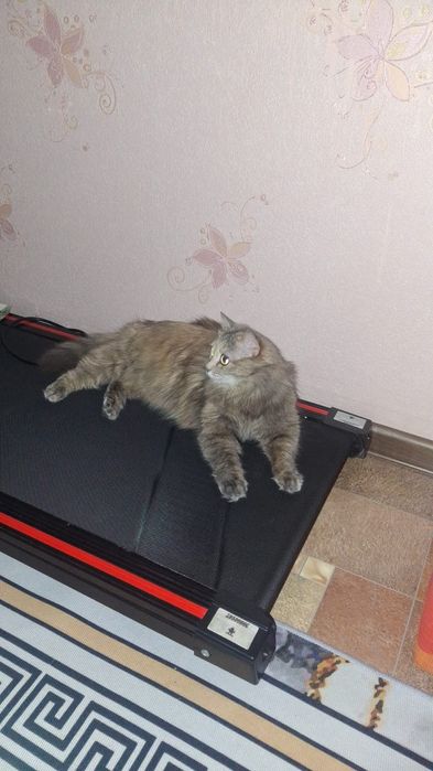 Отдам в хорошие руки кошку