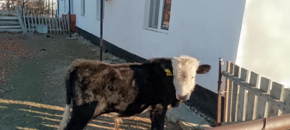 баспақ 1жас еркек