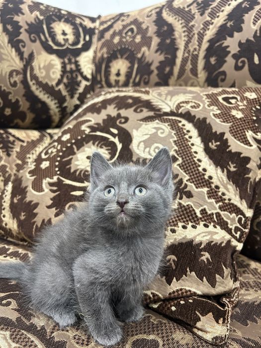 Котята ищут любящих хозяев.