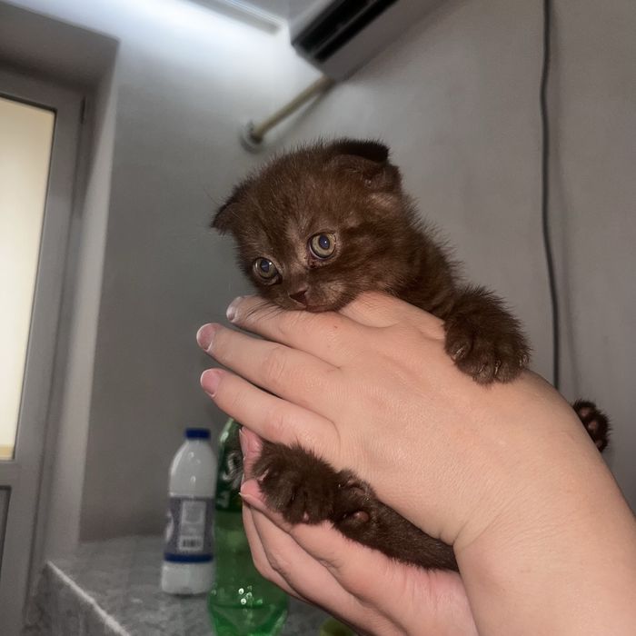 Шотландский котята