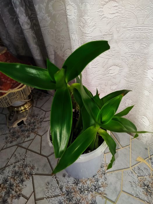 Золотой ус ( лечебное растение)