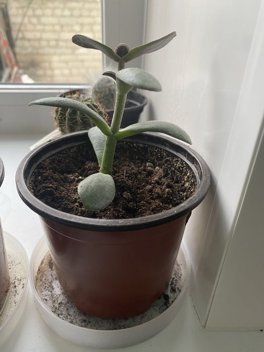 Цветы комнатные отдам бесплатно