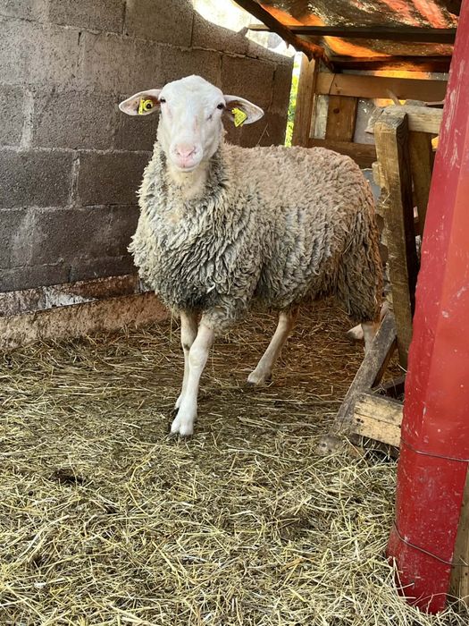 Vand berbecut texel