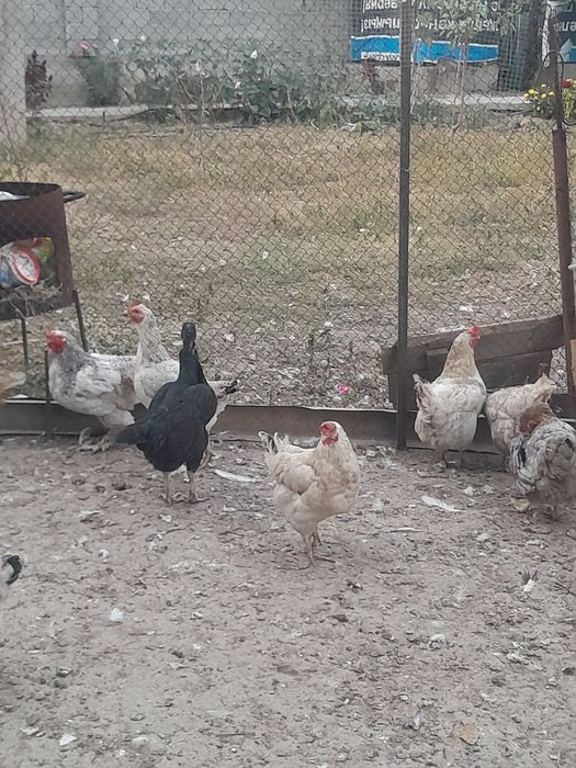 Продаю куры срочно!