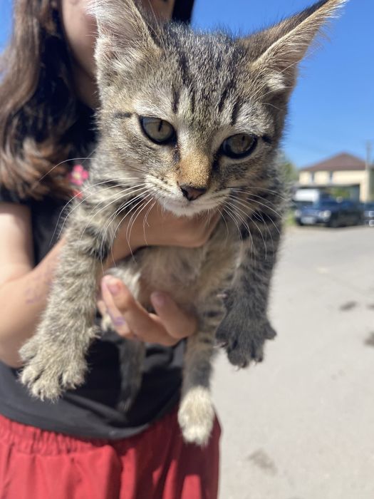 Кошка девочка в очень хорошом состоянием