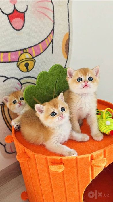 Британские котята Золотые Шиншиллы мальчики
