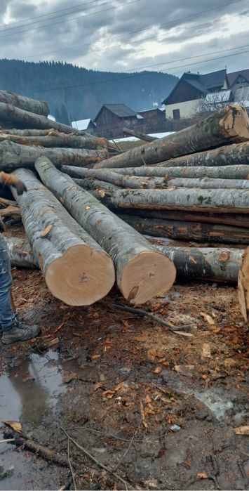 Vand lemne de brad si de fag in judetul suceava