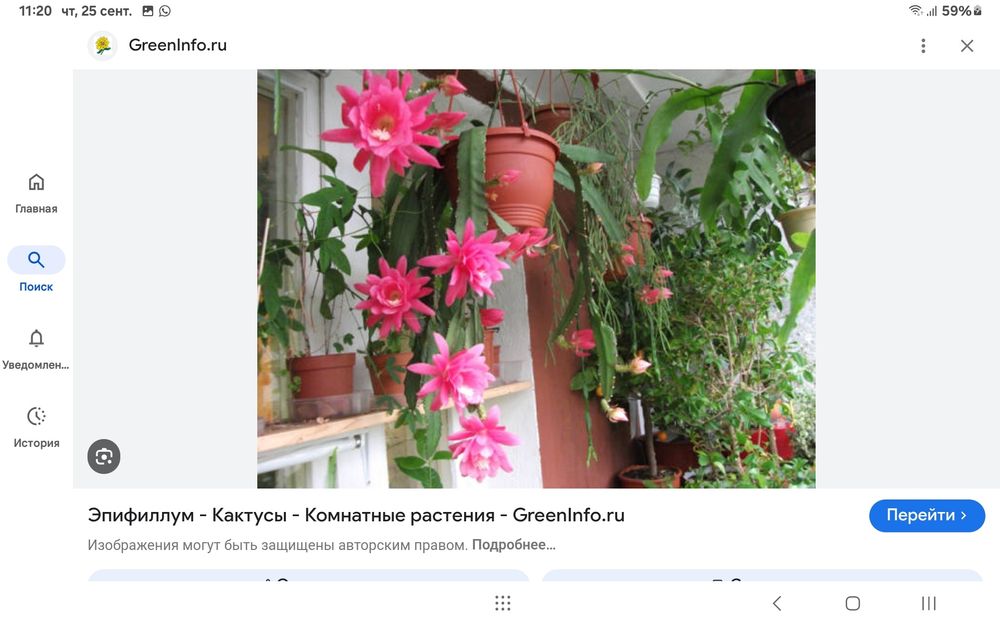 Продам  цветок "эпифиллум".