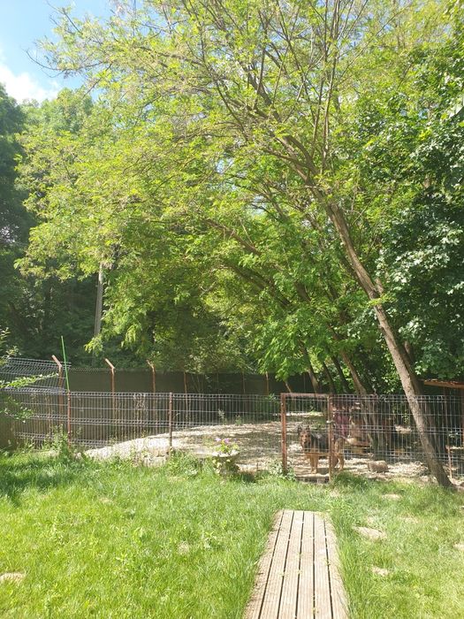 Casa Giroc Padure direct de la proprietar Giroc • OLX.ro