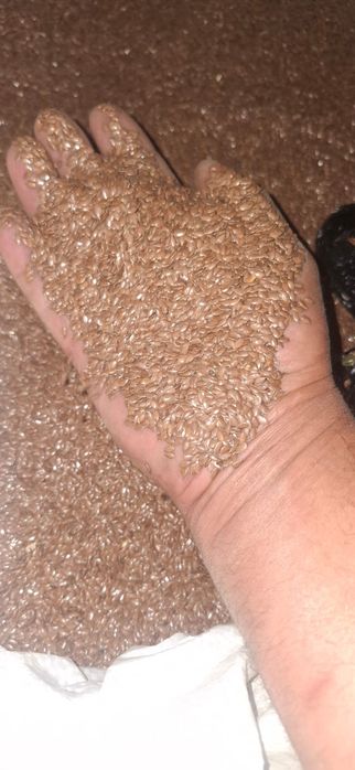 Пшеница.Платный чат!Все корма.