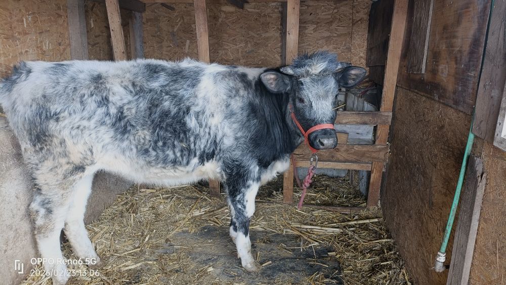 Vând junică  de 1 an jumate