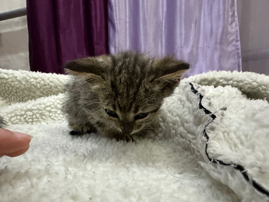 котята / котенок . мысық / марғау