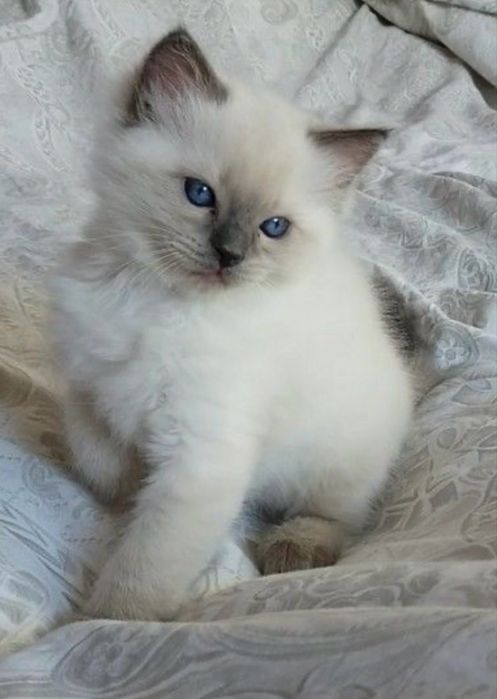 Ragdoll pufosi 850 lei