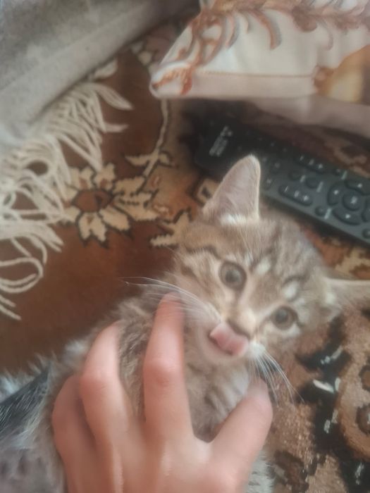 Отдам котят в добрые руки
