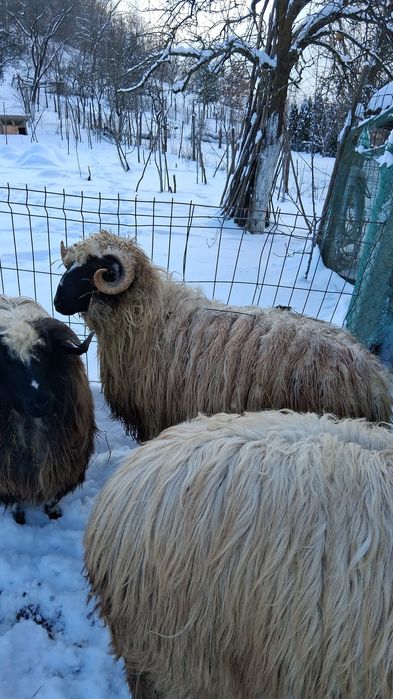 Vând țap la 550lei și berbec la 1400lei prețul este ușor negociabil