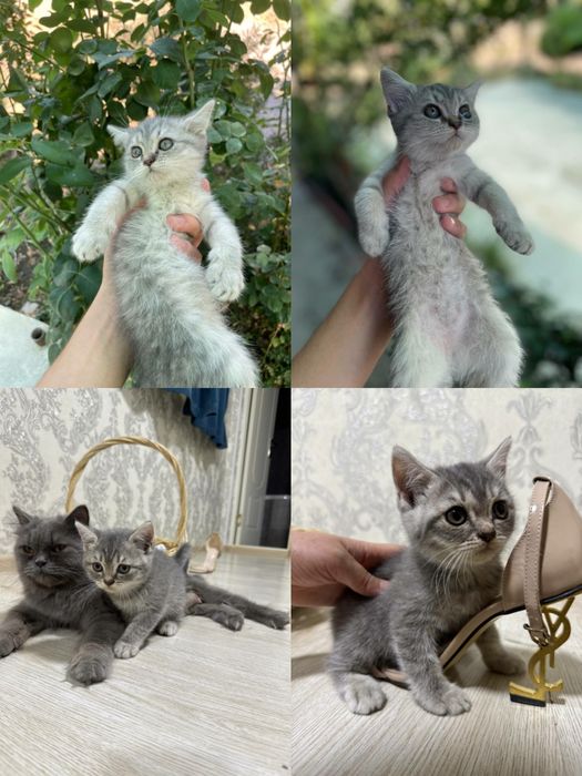 Scottish fold, strayt