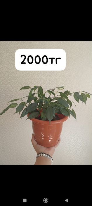 Продам домашние цветы
