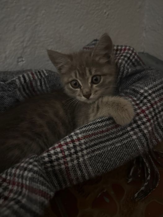 Котенок в добрые руки - алматы